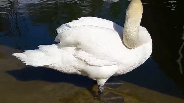 Лебедь чистит перья. Днепр. Парк Глобы смотреть онлайн