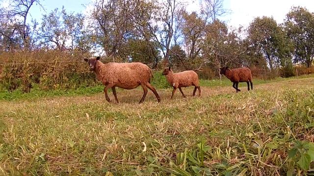 Овцы, такие овцы! \\ В деревню!