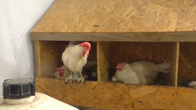 Кабачки железо и щебень смотреть онлайн