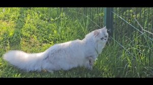 🏅🌸UNIKA EL MON AMI🌸 -персидская классическая серебристо- голубая затушованная💎🏆