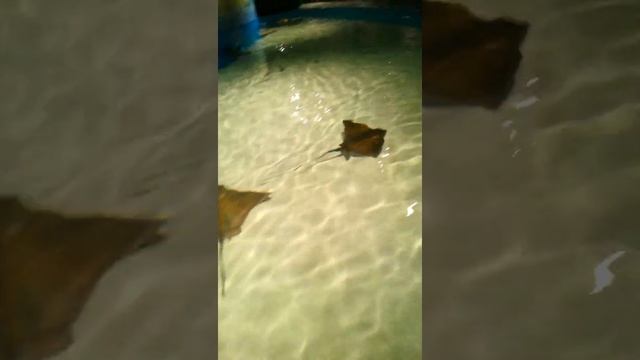 VATOZLAR смотреть онлайн