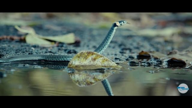 Гады нашего города смотреть онлайн