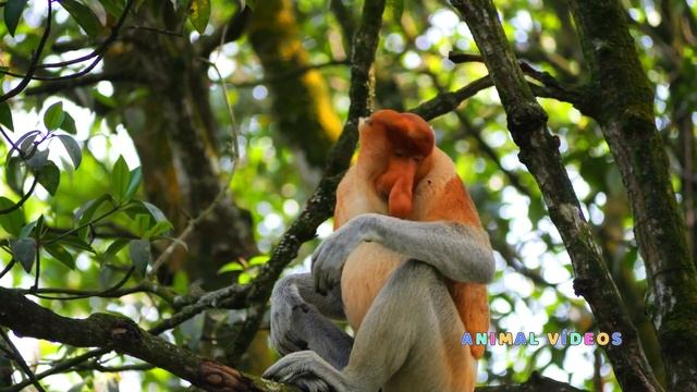 Macaco Narigudo - Macaco Probóscide - Proboscis Monkey