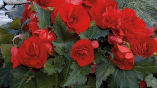 НЕ ОПОЗДАЙТЕ! ЭТО НУЖНО УСПЕТЬ ПОСЕЯТЬ В ДЕКАБРЕ! смотреть онлайн