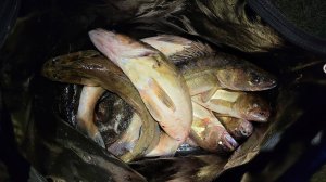 (часть 3) Рыбалка в Карелии, Ладожское озеро 2024 - ТРОЛЛИНГ в ОДИН СПИННИНГ. Ловля судака в Карелии