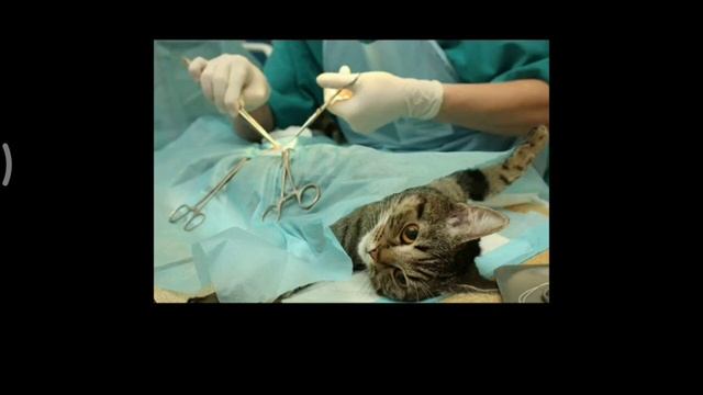 #Elev8 и животные часть 2 смотреть онлайн