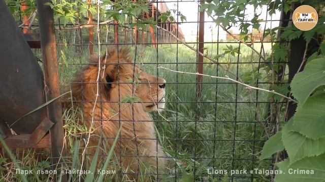 Красавчик Олежка. Тайган | Handsome lion Olezhka. Taigan смотреть онлайн