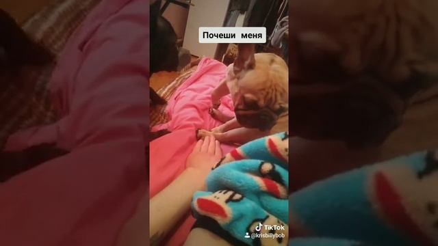 French bulldog. Relax time part 2. Французский бульдог. Релакс тайм часть 2. Приколы с собаками. смотреть онлайн