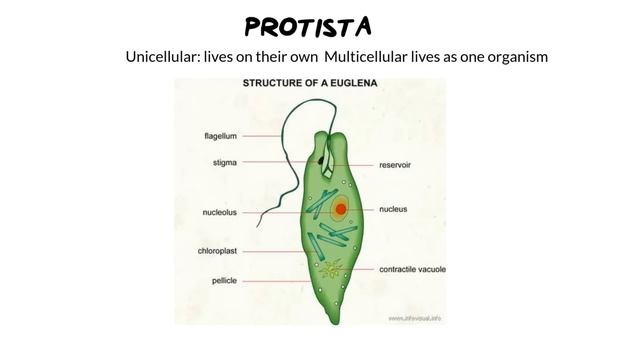 Mico-organism diversity | How to identify them смотреть онлайн