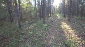 Русская гончая Побудка (Стрелка) (2 года 5 месяцев). Охота на зайца беляка. Добыли одного зайца