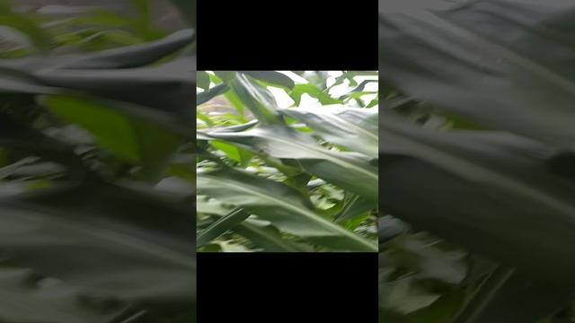 camvideo_82e61f3d смотреть онлайн