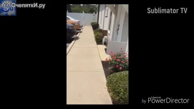 Приколы про собак . Самая лучшая подборка, которую вы не видели