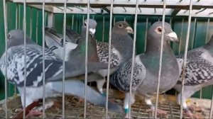 Спортивные голуби 20-12-2024