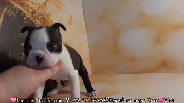 Рошель смотреть онлайн