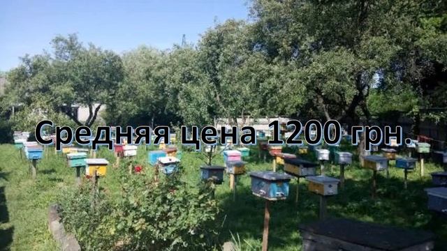 Пчелопакеты. Цена пчелопакетов по областям Украины смотреть онлайн