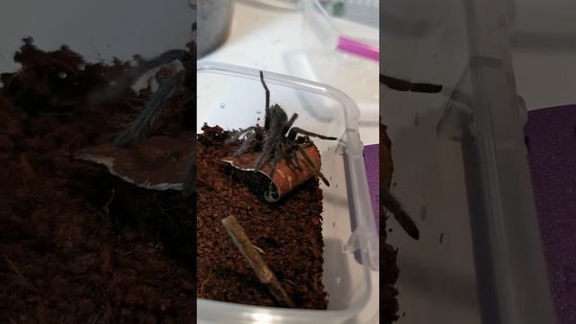 Lasiodora parahybana sling смотреть онлайн