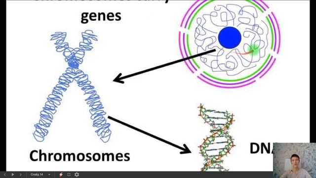 Жасушаның бөліну түрлері / Cell division types (8сынып, 4тоқсан) смотреть онлайн