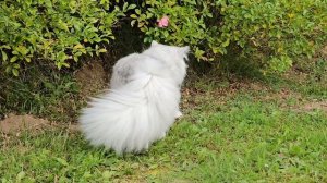 🏅💎 ВИНСЕНТ МИРАДА ДЕЛЬ МАР- персидская классическая черная шиншилла🏆