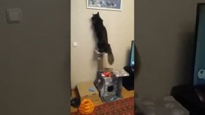 Мейн кун атакует