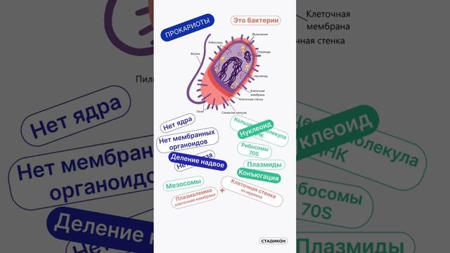 Прокариоты | Эукариоты | Особенности строения. смотреть онлайн