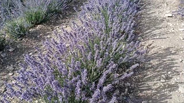 Лаванда. Шалфей. 2024. смотреть онлайн