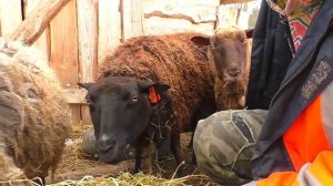 Всё хорошо - двойная белая радость!