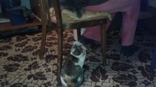 Ахаха коты^^дерутся смотреть онлайн