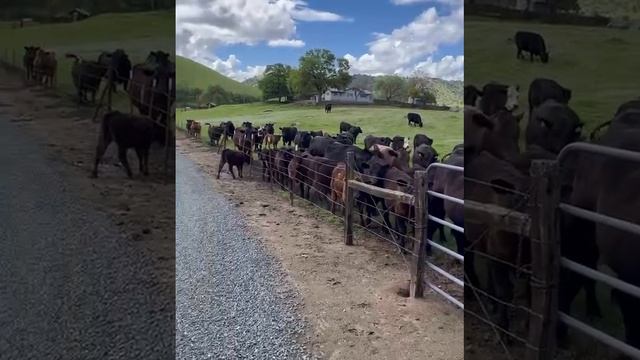 Грабитель Марвин из «Один дома» стал фермером и завел блог смотреть онлайн