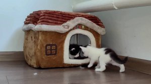 Котенок, возвращайся домой, сейчас придет мама и покормит тебя.