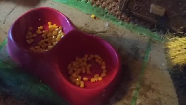 Кот ест кукурузу. смотреть онлайн