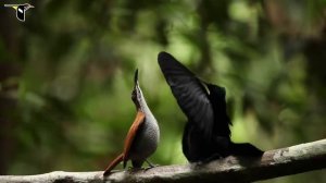 Райское птица поёт 4К.