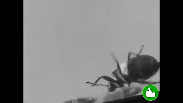 Отпугиватель Pest Redject ( Пест Реджект) смотреть онлайн