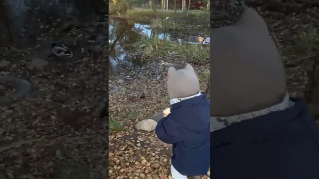 Максимушка кормит уточек