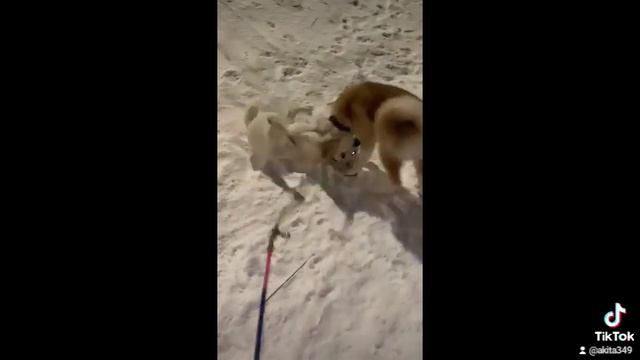 Акита ину Кай с подружкой😊 смотреть онлайн