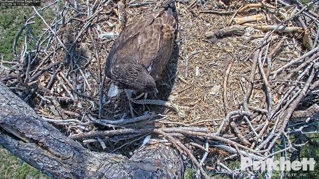 SWFL Eagles ~ E20 Goes Fishing! 😊 Soaring Around Pasture & Returning To Nest! 💕💕 5.16.22 смотреть онлайн