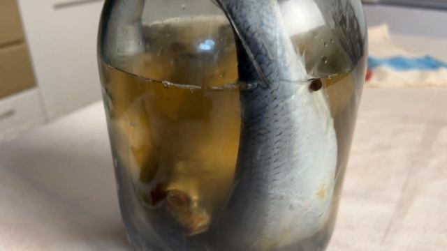Как Засолить СЕЛЁДКУ. Пряный малосольный посол селёдки. ENG SUB смотреть онлайн