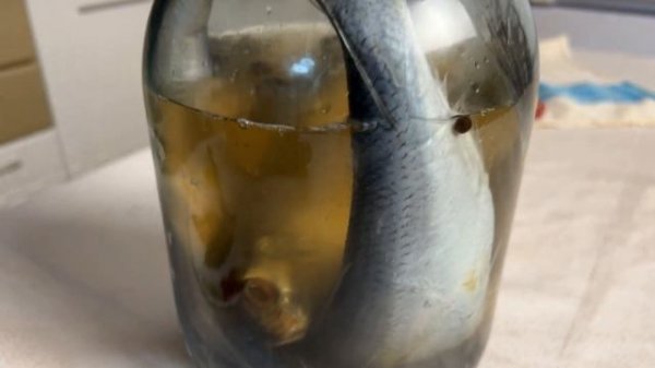 Как Засолить СЕЛЁДКУ. Пряный малосольный посол селёдки. ENG SUB