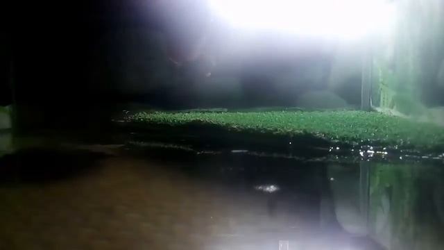 Черепаха мотя.задень(вчера)снемала видео как я поменяла воду и кормлю мотю смотреть онлайн