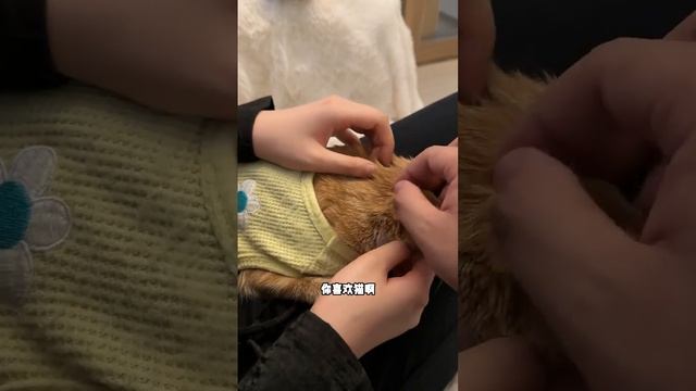 人家可能就是喜欢小动物呢 #发小 #vlog смотреть онлайн