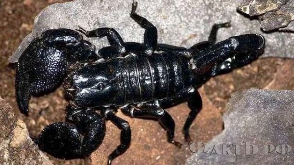 факты о скарпионах