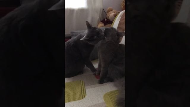 Два оттенка серого!!коты