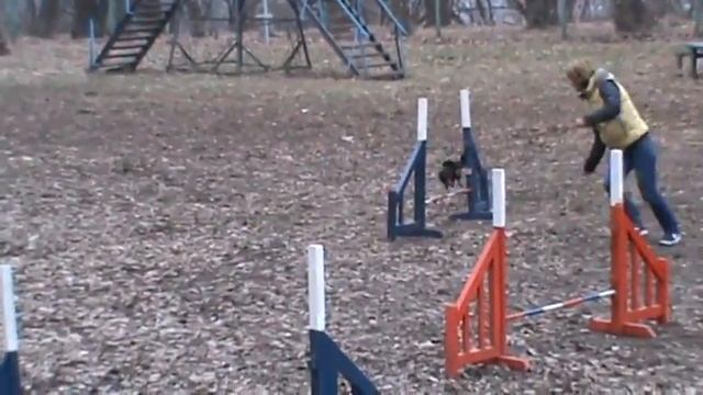 "СЕРЕБРЯНЫЙ БОР" Training day 06/11/2014 AGILITY M2U01566 смотреть онлайн