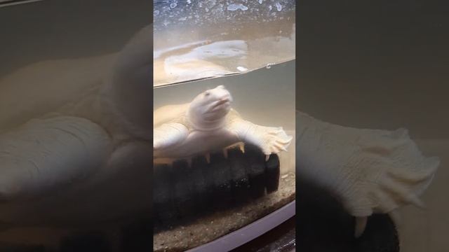 Китайский трионикс -чем не свинка? смотреть онлайн