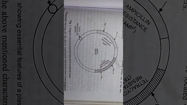 plasmid vector in hindi #bsc #msc2022 #msc #notes #ccsu_news #diagram #semester1 #botany #plasmid смотреть онлайн