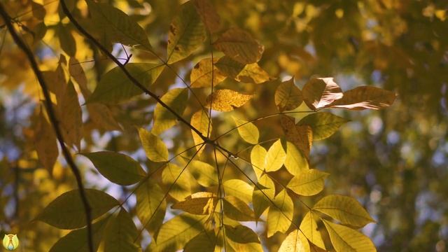 🍁[4K UHD] Peaceful Autumn Music, Relaxing Music, Musical "September Song" смотреть онлайн