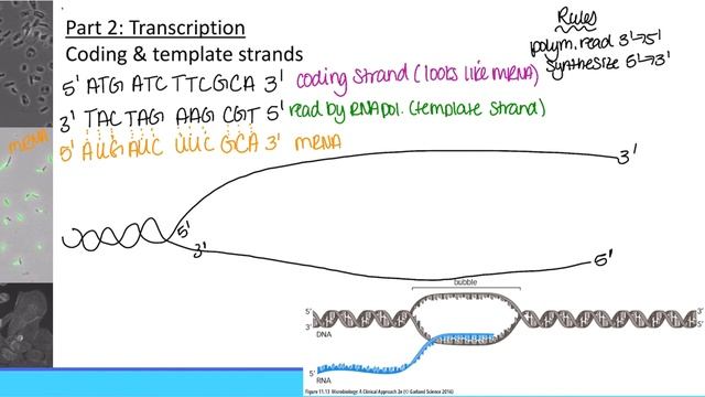 Bio185: Topic 20 day 2 lecture смотреть онлайн