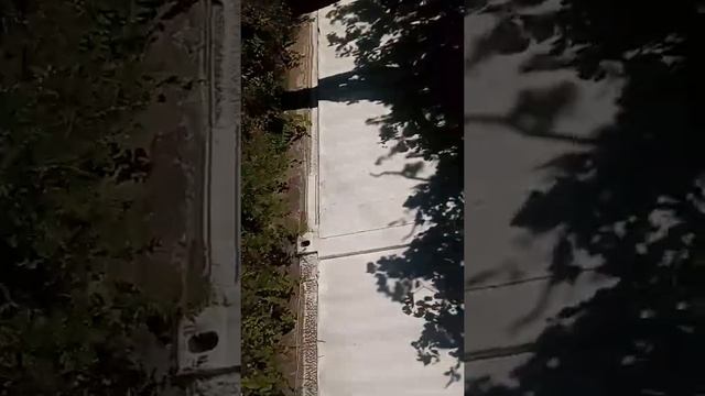 шок контент, соус принял сына Мияги, смотреть всем смотреть онлайн