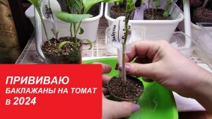 ПРИВИВАЮ БАКЛАЖАНЫ НА ТОМАТ В 2024
