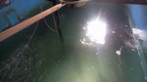 Разведение осетровых в домашних условиях. Аэрлифт.