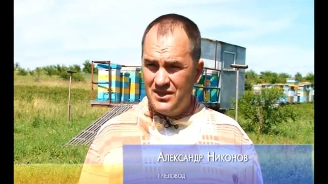 Пчеловоды Саяногорска уже готовятся к Медовому спасу смотреть онлайн